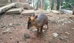 费德勒迎来十五赛季高光表现，巴塞罗那球迷沸腾！的简单介绍